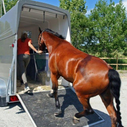 Tapis pour pont de camion et van pour chevaux, 2 dimensions disponibles - EKEEP