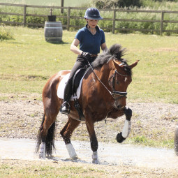 STAGE Dressage & Mountain Trail - pour Cavaliers non Pro