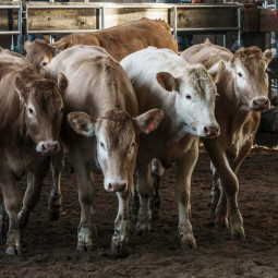 Stage "Tri de bétail"