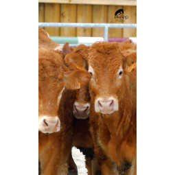 Stage 2 jours - vendredi 1er & samedi 2 mai 2026 : Education + Tri de bétail